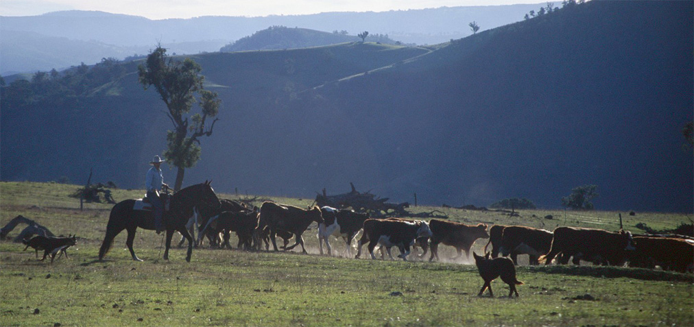 cattle muster.jpg