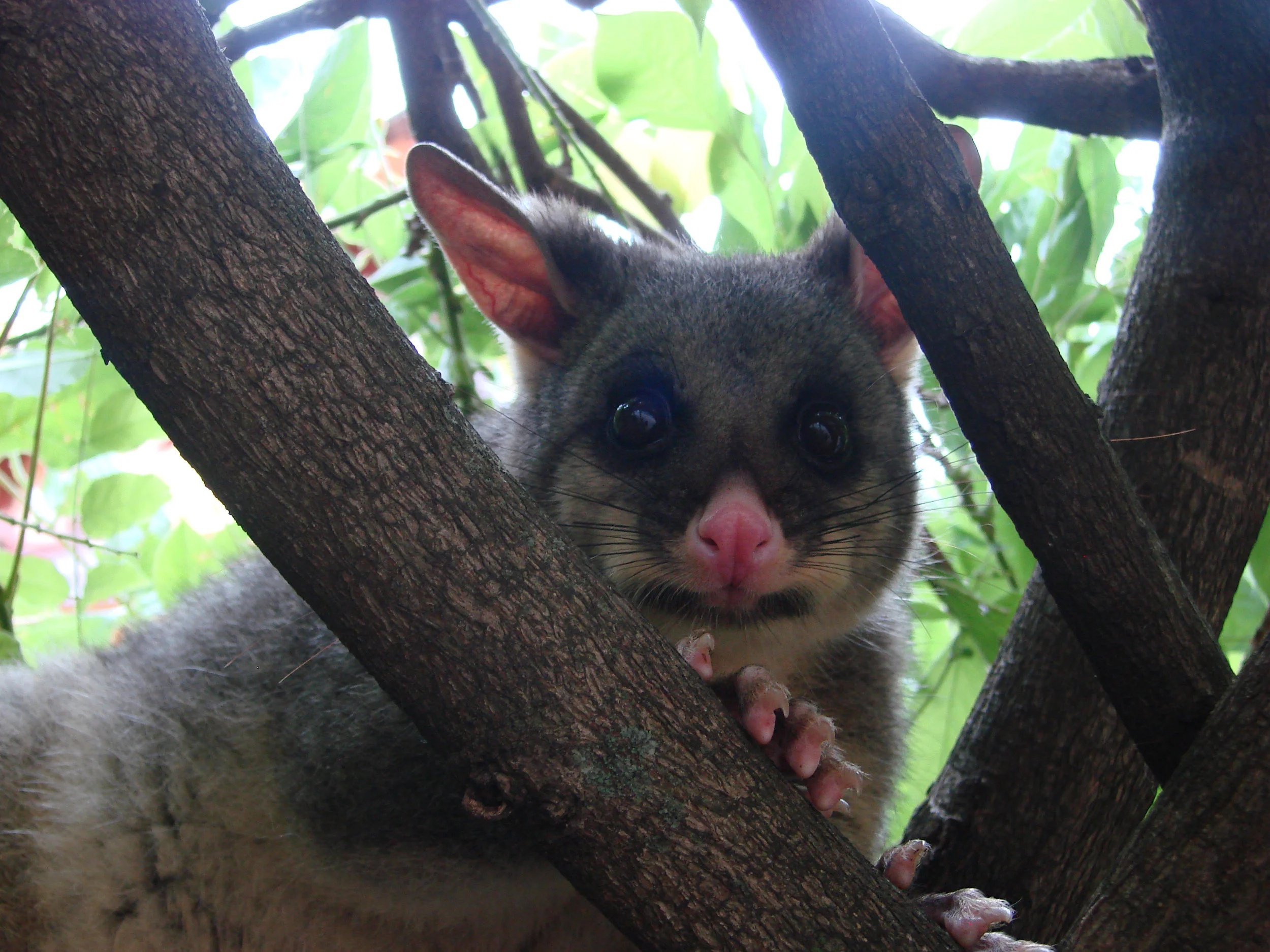 possum