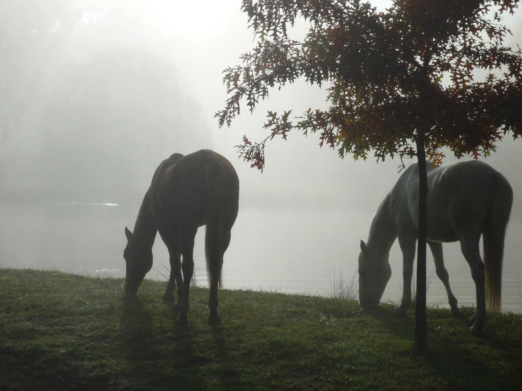 horses grazing