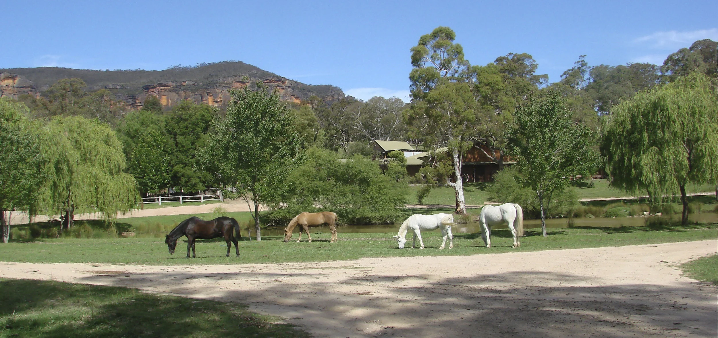 horses grazing at front.jpg