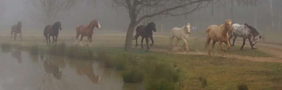 misty morning