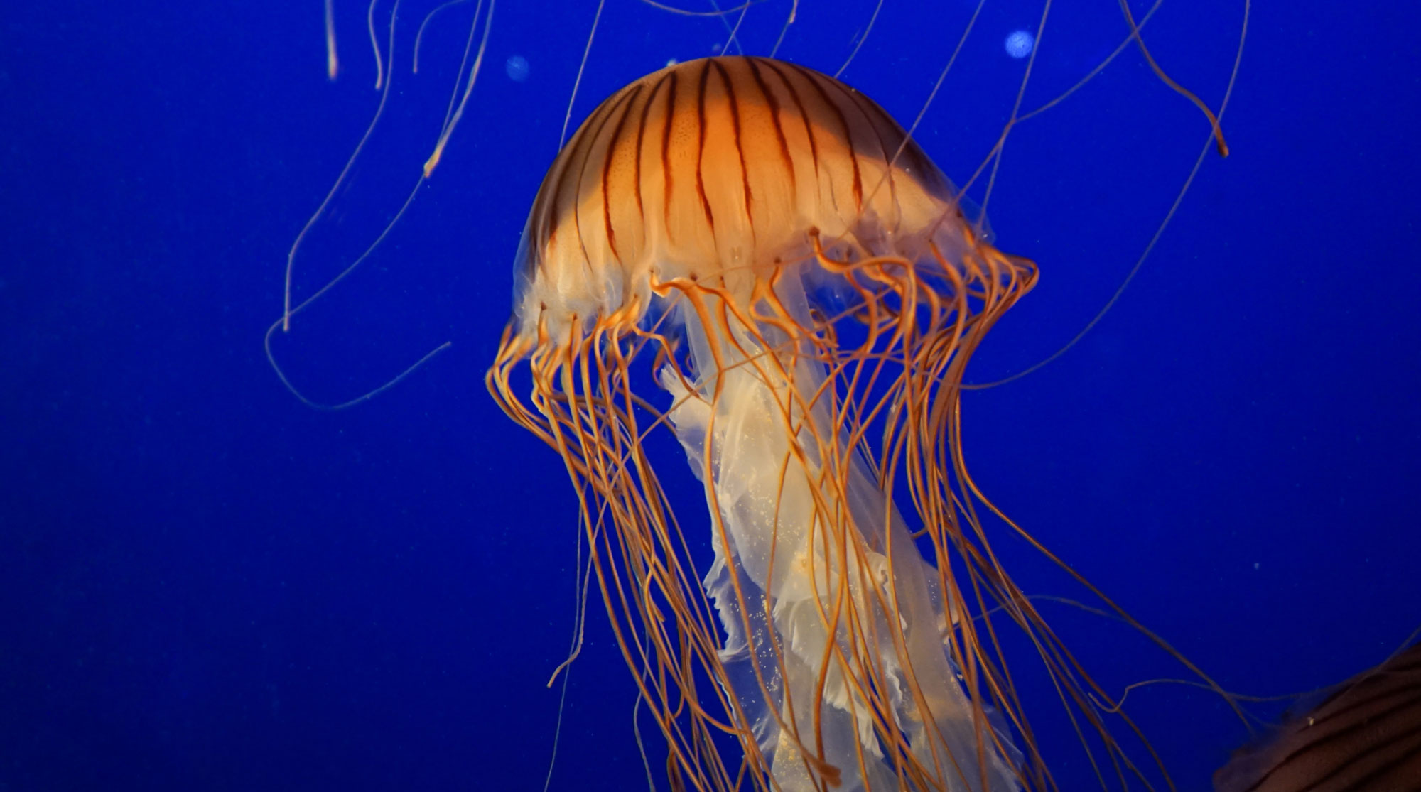 Commonwealth Marine Reserves had a diverse range of stakeholder groups, each with their own values and goals. They needed a new brand that represented everyone, but also provided a unified story to clarify their purpose.