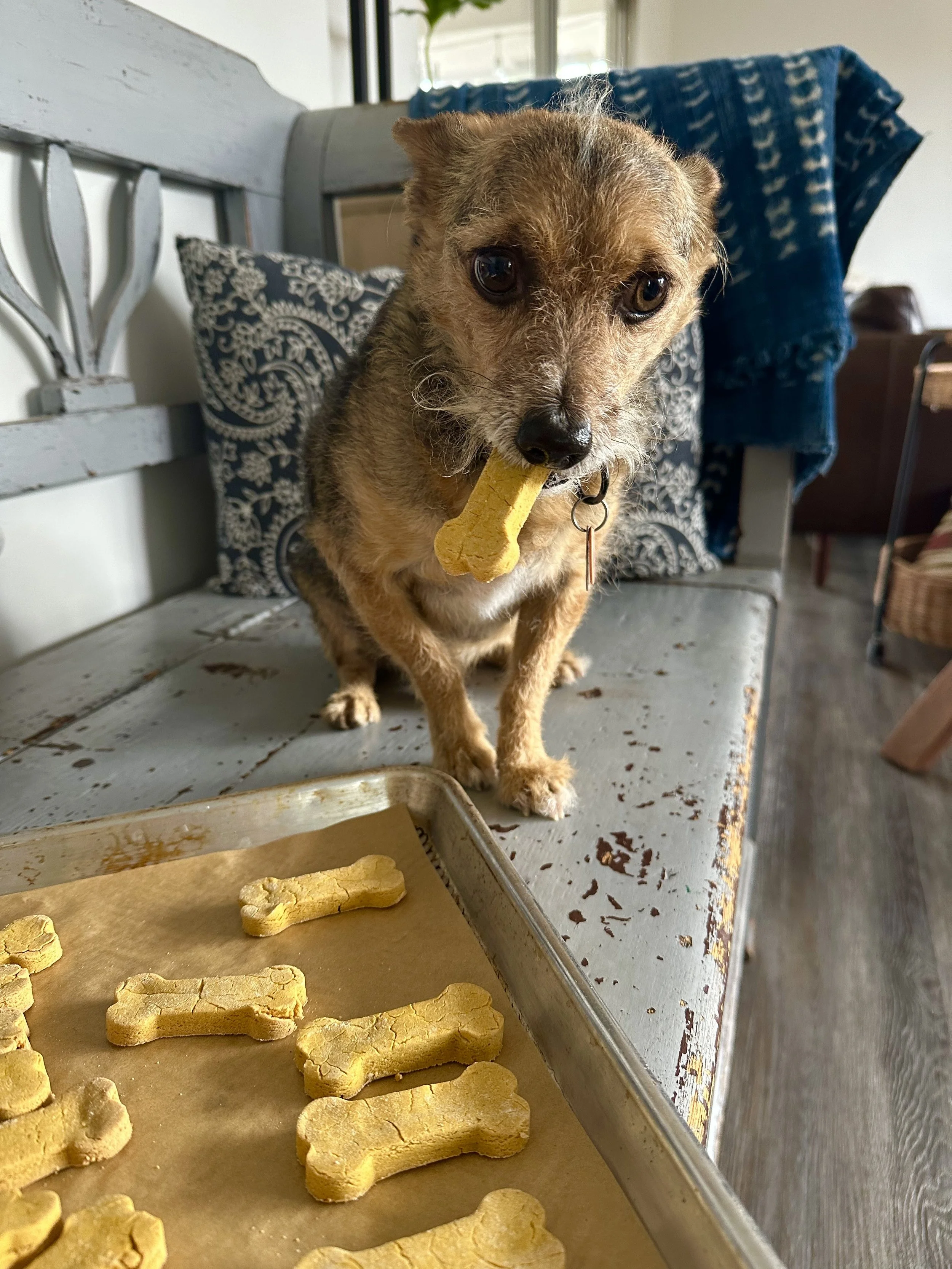 GlutenFree Pumpkin Peanut Butter Dog Treats — Chouquette Kitchen