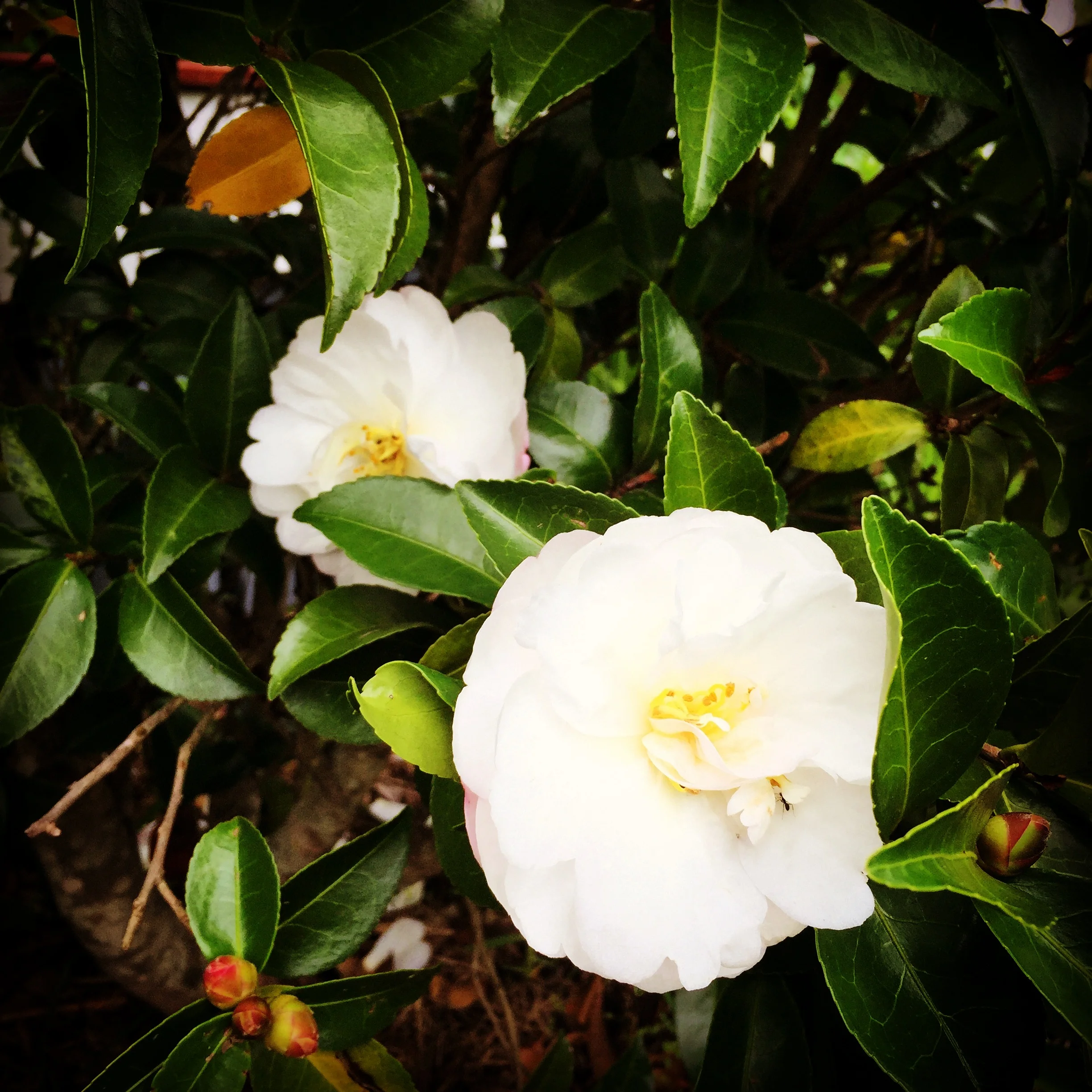Camelia's Blooming