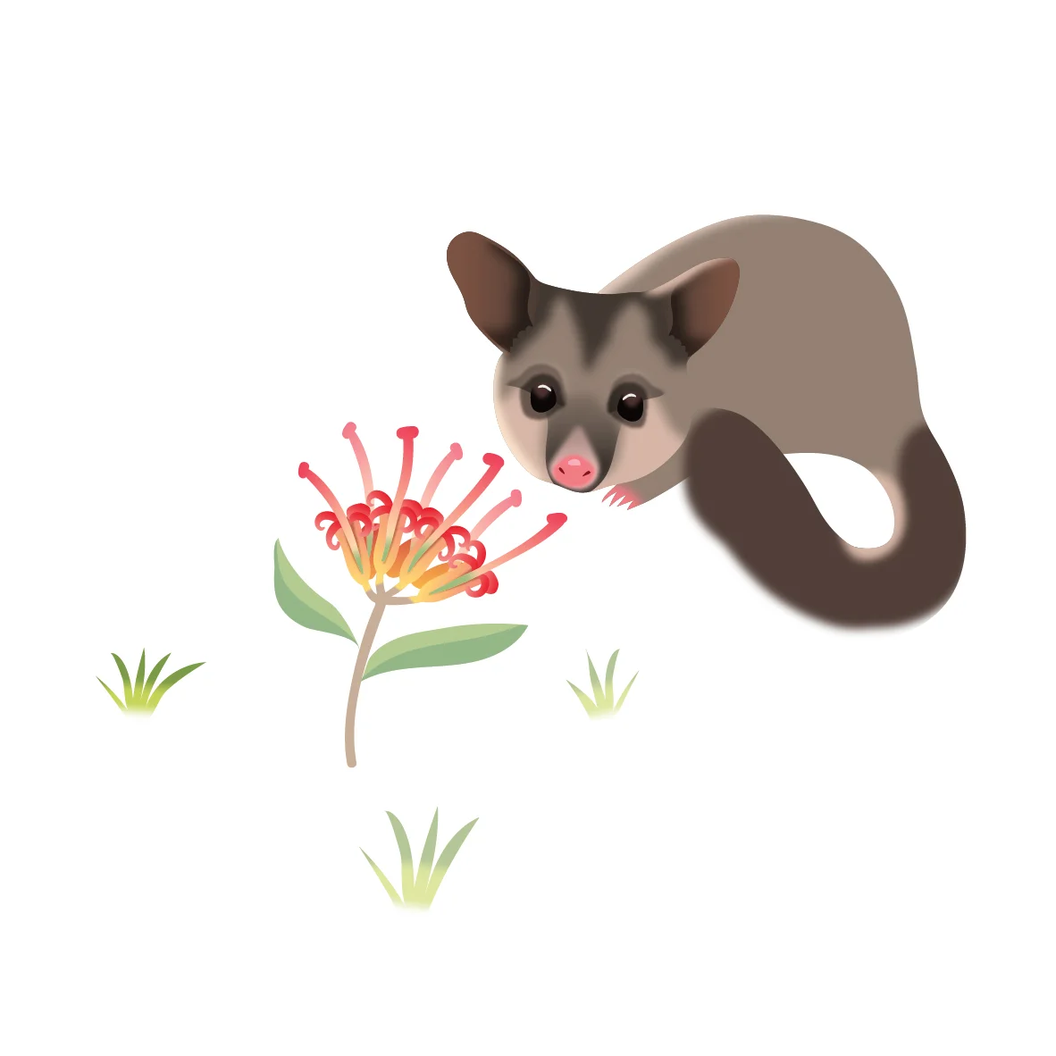 CSCC_Walert_Possum_RGB.jpg