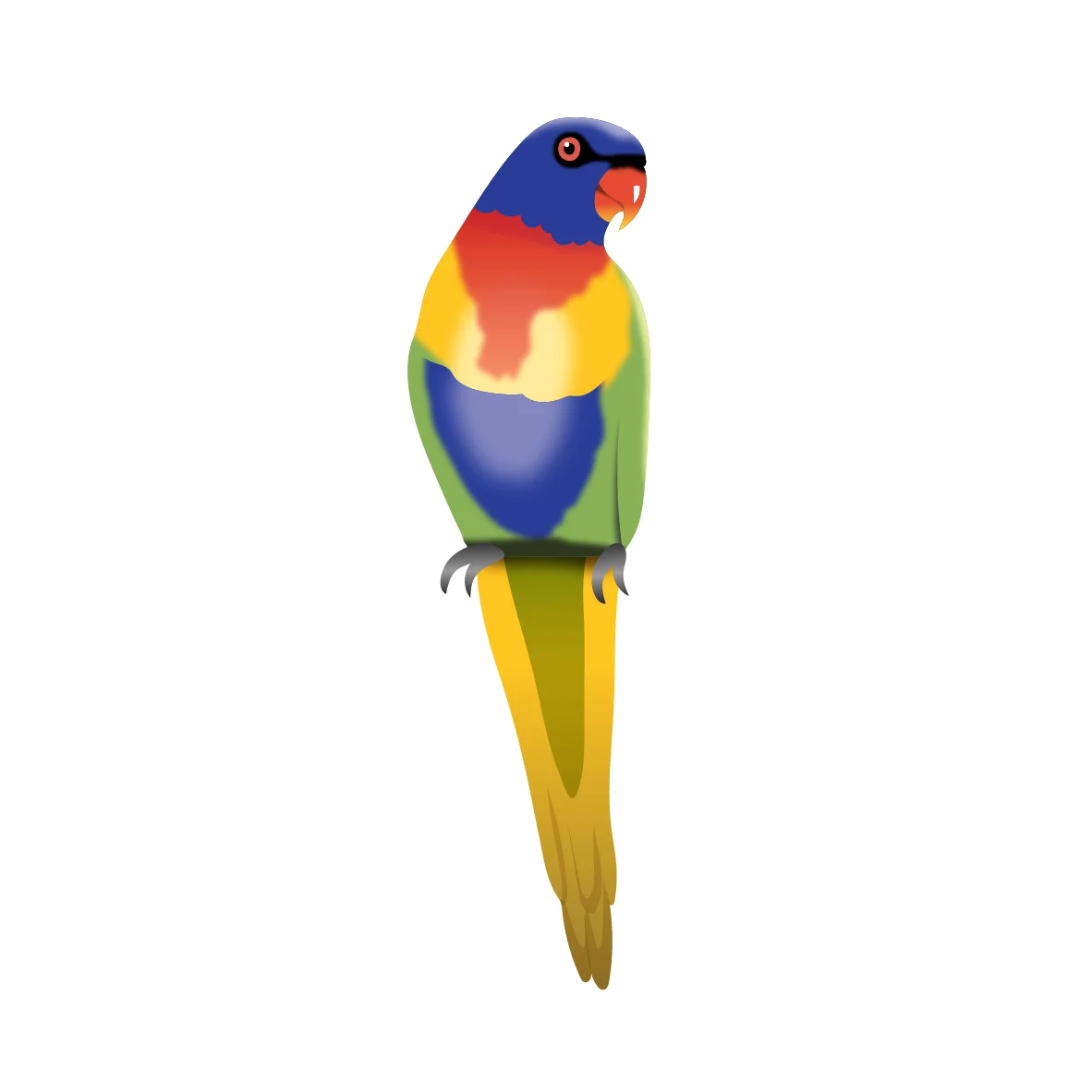 CSCC_Darnum_Parrot_RGB.jpg