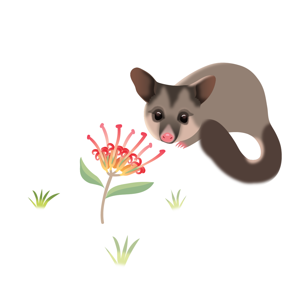 CSCC_Walert_Possum_RGB.png