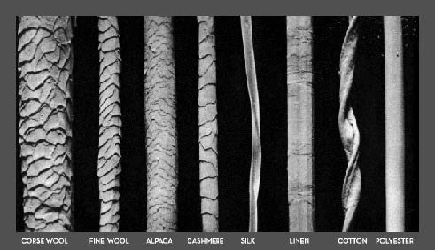 peli sotto microscopio.jpg