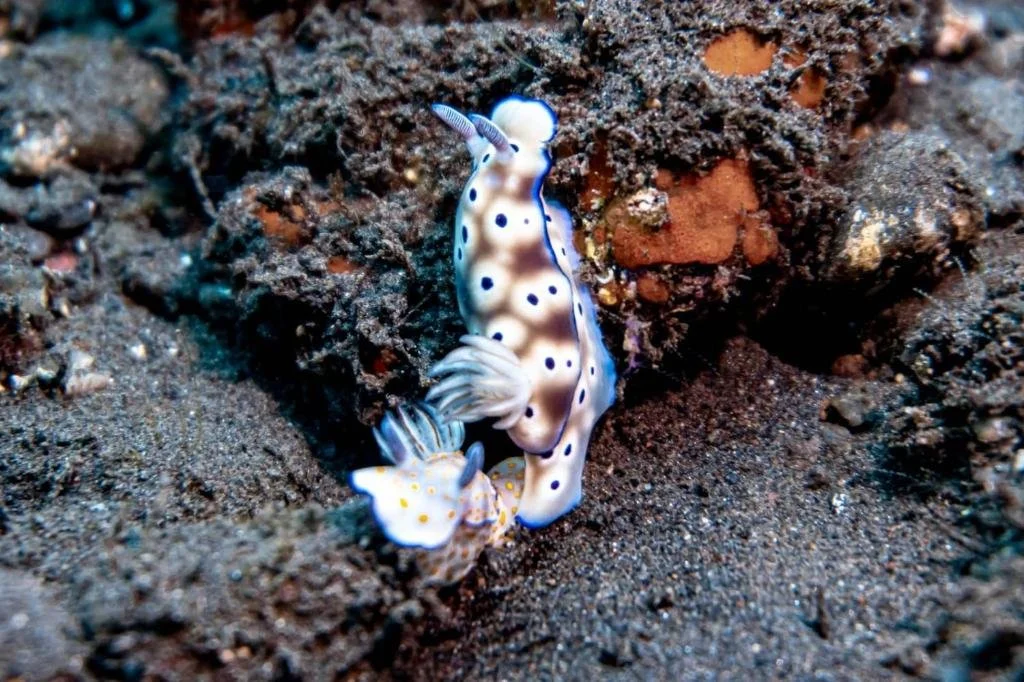 Aqua Dive Resort Amed 3.jpg