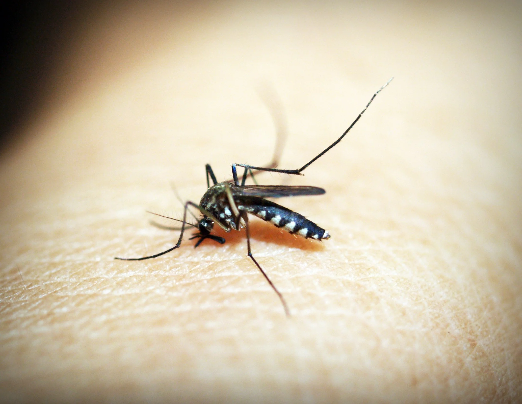 picadura-de-mosquito.jpg