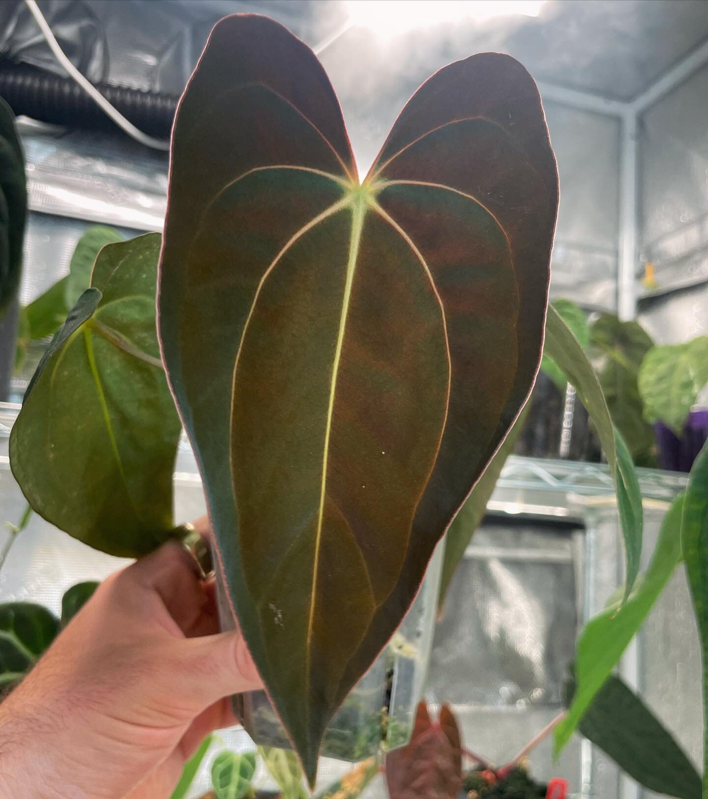 Anthurium carlablackiae x pap RA5 🌄 &bull;
&bull;
&bull;
&bull;
&bull;
#anthurium #plantsofinstagram #plants #plantsmakepeoplehappy #houseplants #urbanjungle #aroidaddicts #aroid #indoorplants #houseplantclub #plantlover #houseplantsofinstagram #pla