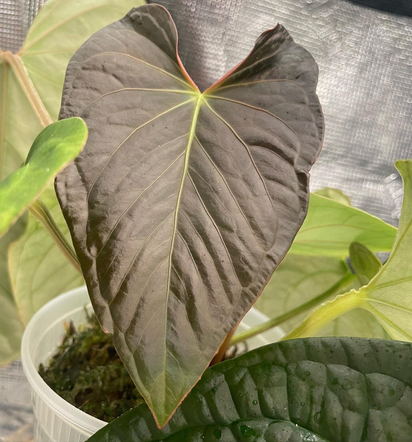 S&rsquo;dark. A. AoS (NovG) x kunayalense &bull;
&bull;
&bull;
&bull;
&bull;
#anthurium #plantsofinstagram #plants #plantsmakepeoplehappy #houseplants #urbanjungle #aroidaddicts #aroid #indoorplants #houseplantclub #plantlover #houseplantsofinstagram