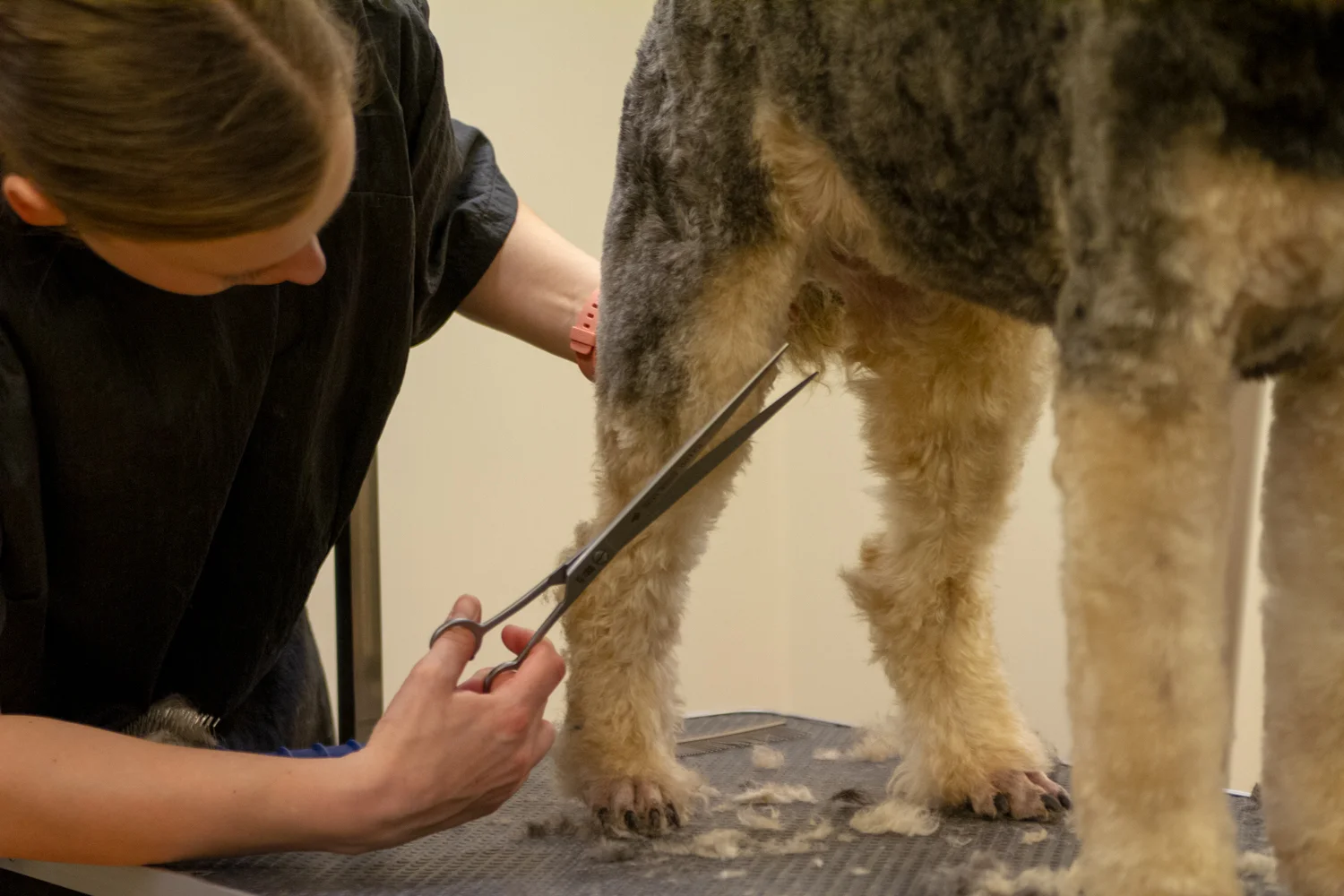 Første kull ved Norges Hundefrisørskole