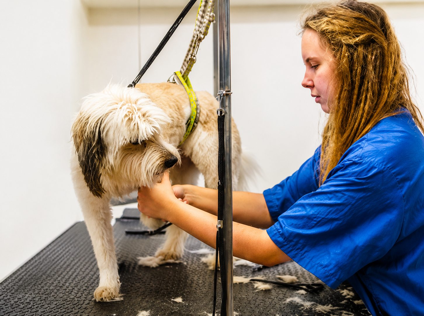 Praktisk opplæring ved Norges Hundefrisørskole