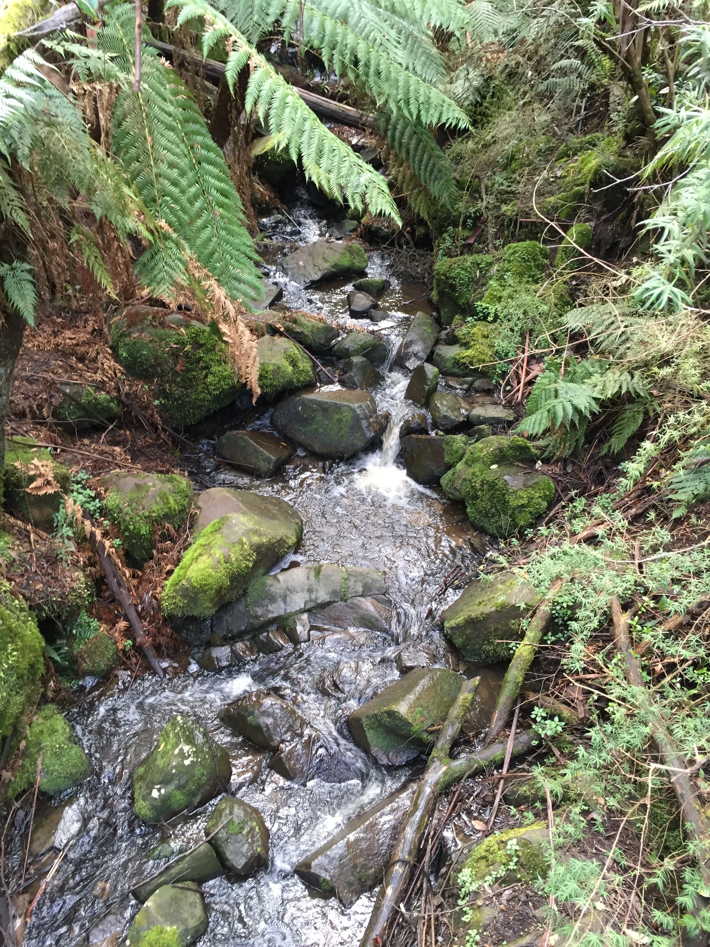 Dandenongs 2.jpg