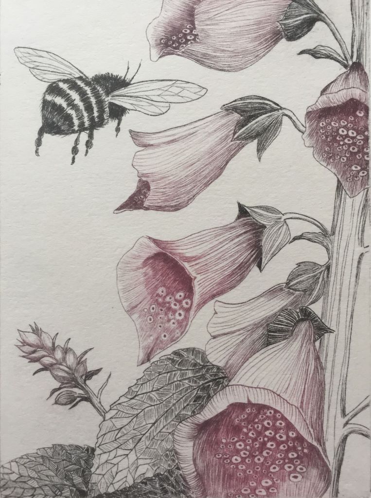 Foxglove and Bee