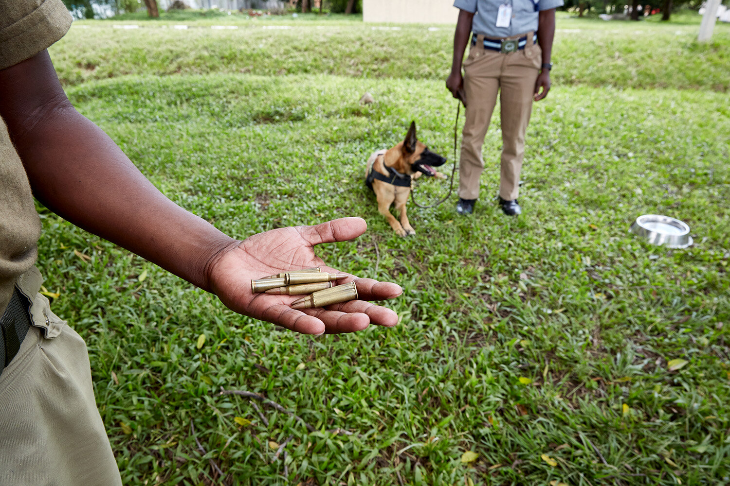  Head of the Wildlife Detection Dog Unit, Ian, holds a handful of bullets, one of the possible samples he plans to use during a training session at the cargo halls at Kamuzu International Airport, Malawi, 2020. In the background handler Martha, and d