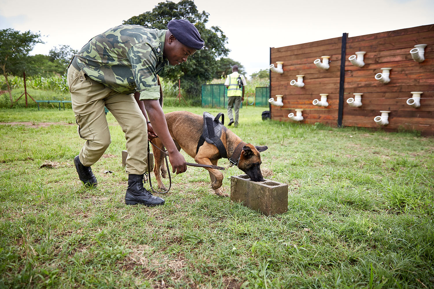  During a training session, WDDU head, Ian, gets dog Bubba, to identify Mulanje Cedar, Wildlife Detection Dog Unit kennels, Lumbadzi Police Station, Lilongwe, Malawi, 2020.   In the background, WDDU handler Ernest walks past the unit’s scent wall, wh