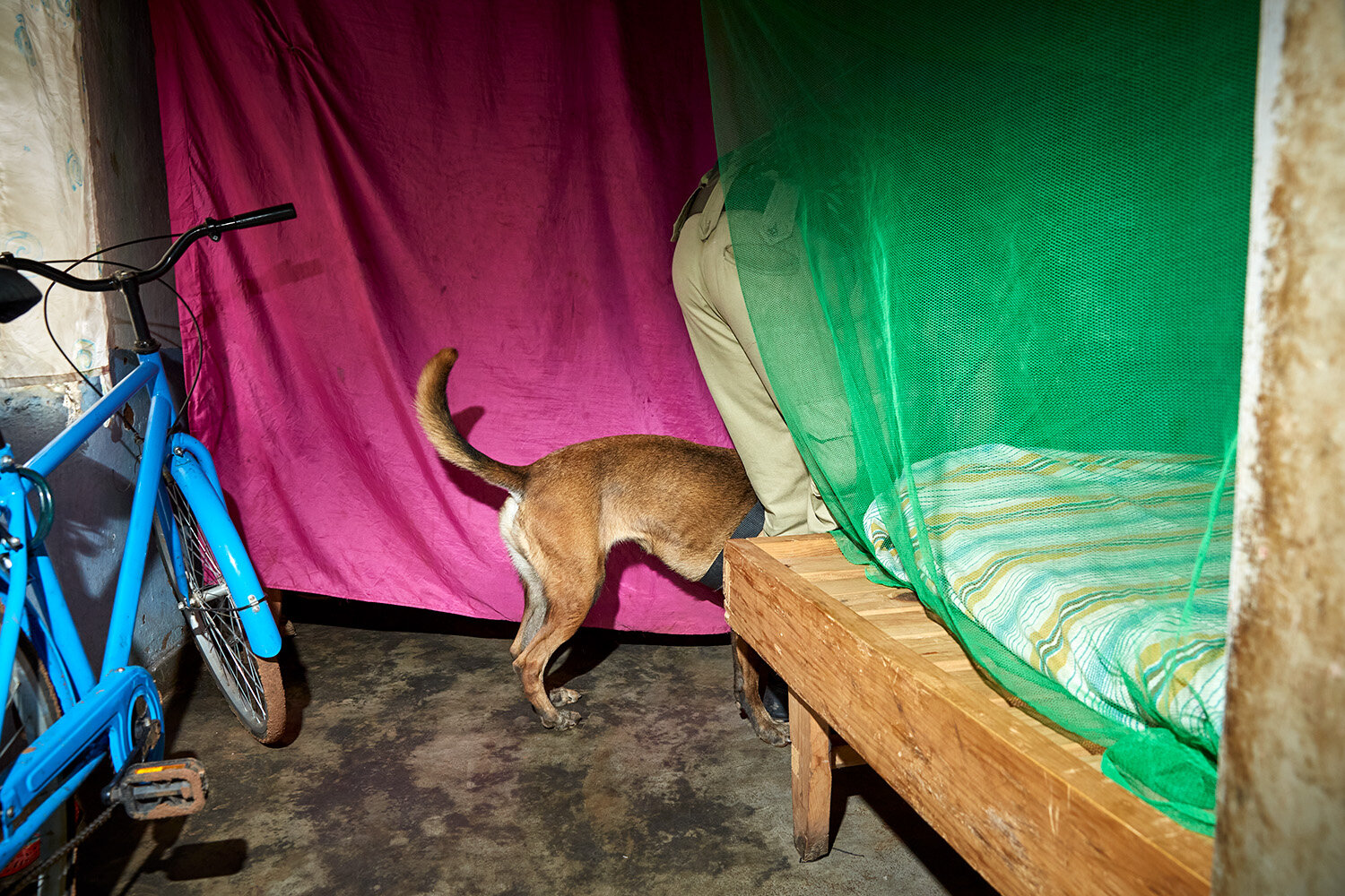  WDDU head Iain and dog Bubba search behind a bed during a mock raid, Lilongwe, Malawi, 2020. 