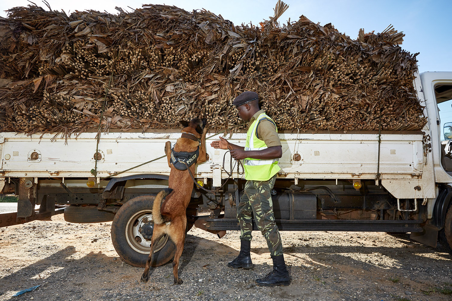  WDDU handler Peter and dog Tim search a truck loaded with elephant grass at a police road block, Lilongwe, Malawi, 2020. 