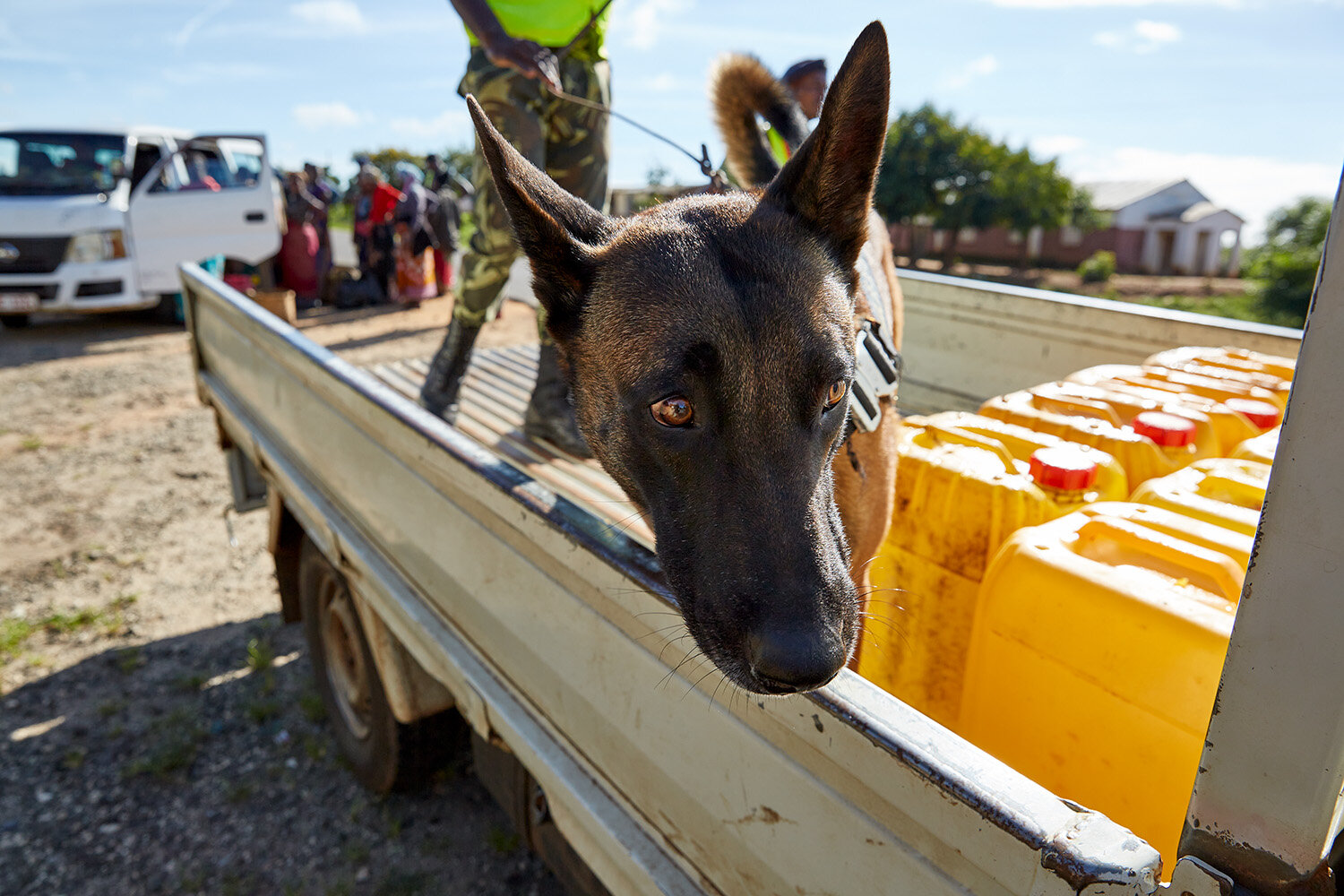  WDDU handler Peter and dog Tim search a row of plastic jerrycans on the back of a truck at a police road block, Lilongwe, Malawi, 2020. 