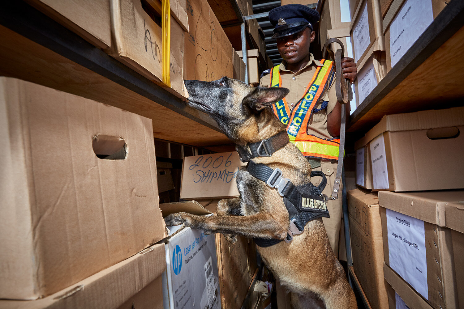  WDDU handler Benjamin and dog Nikita search a container during a training session at Bridge Shipping, Lilongwe, Malawi, 2020. 