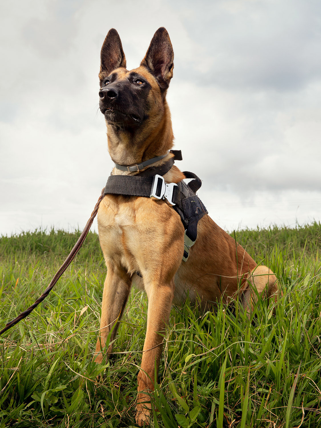  Wildlife Detection Dog Danna, Malawi, 2020.  Danna, a two-year-old Belgian Malinois, was the last of 5 dogs to join the Wildlife Detection Dog Unit in Malawi.  