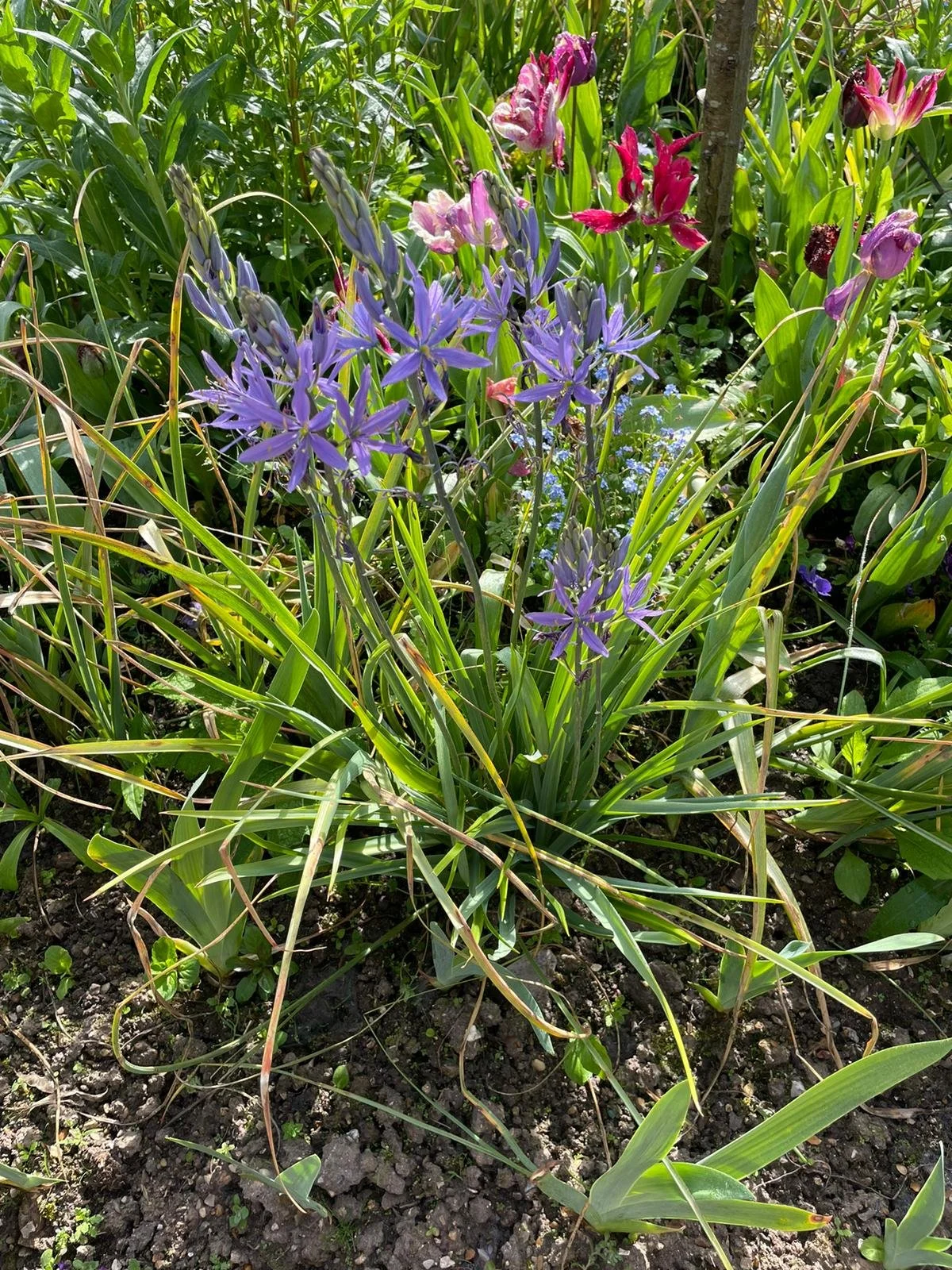 Plant Sale