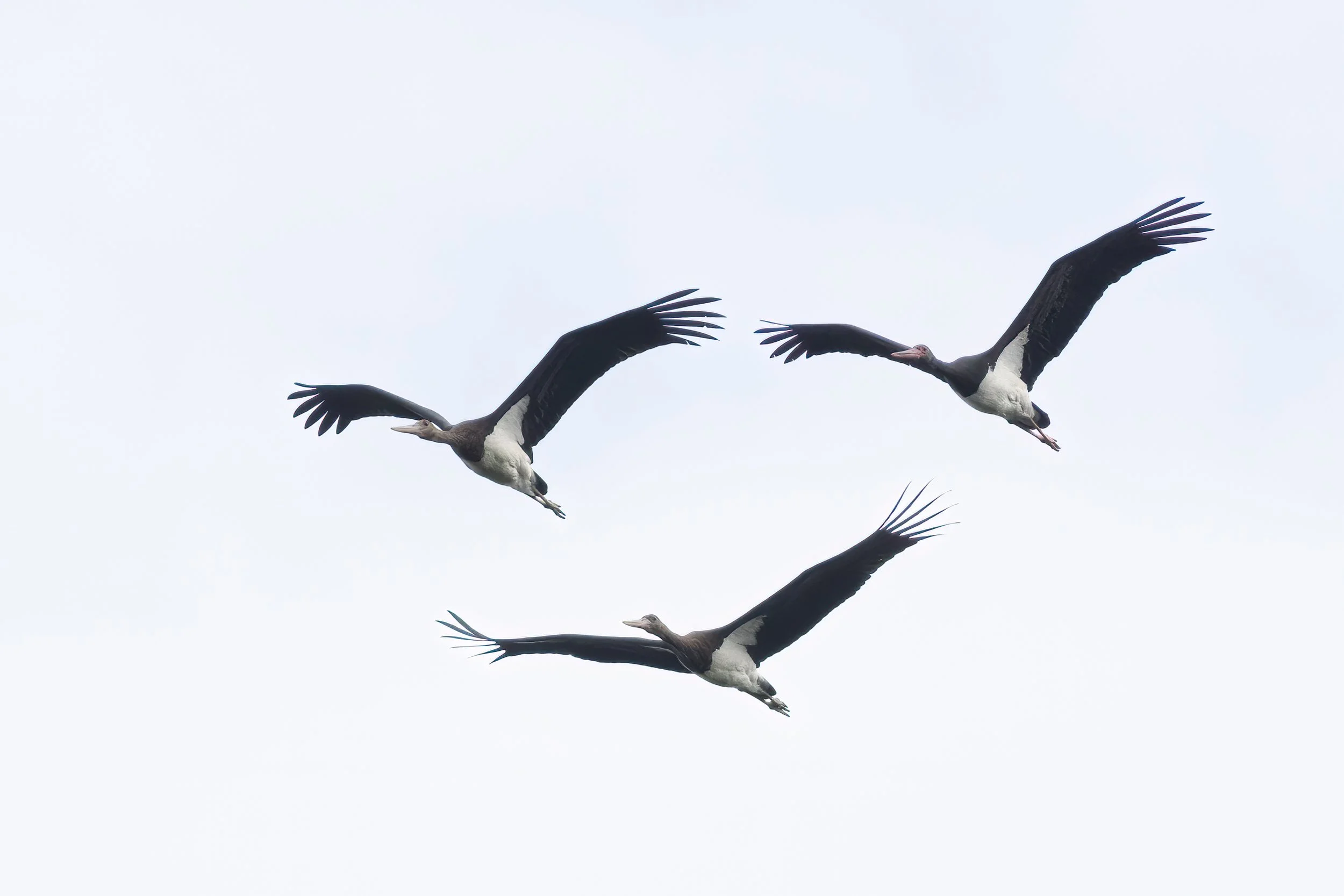 Nevertheless, it remains most enjoyable to observe Black Storks at close range. Photo by Marc Heetkamp.