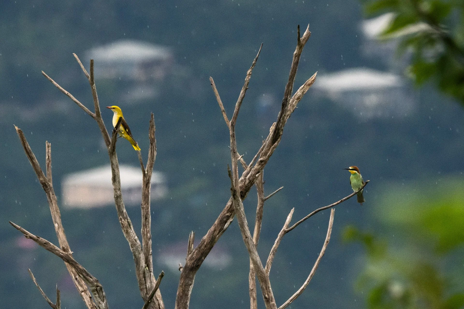 Rain in August often results in Golden Orioles and European Bee-eaters taking a quick rest in the trees around station before continouing their journey southward. Photo by Paul Buntfuß.