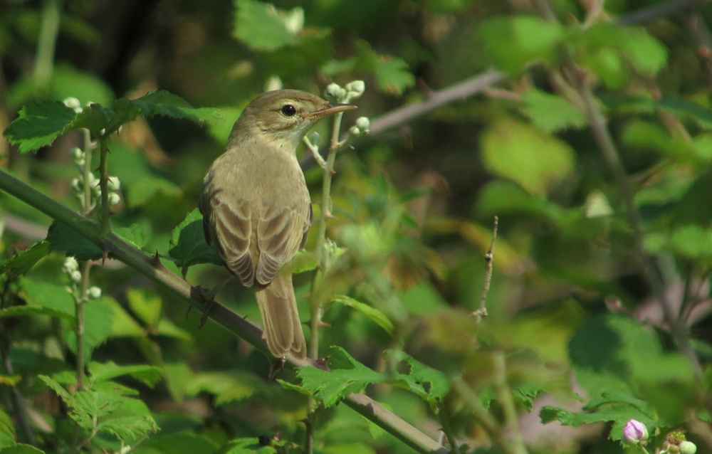 Booted Warbler