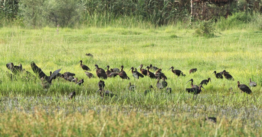 Glossy Ibis