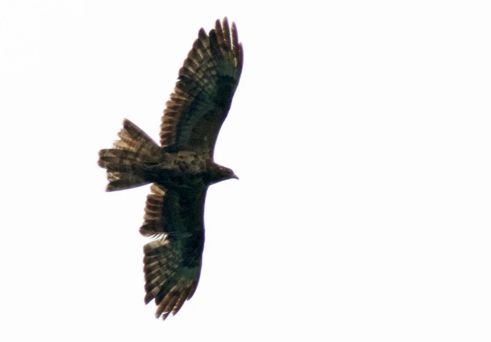 2cy Honey Buzzard, Batumi, 17th September 2017. Photo by John Wright.