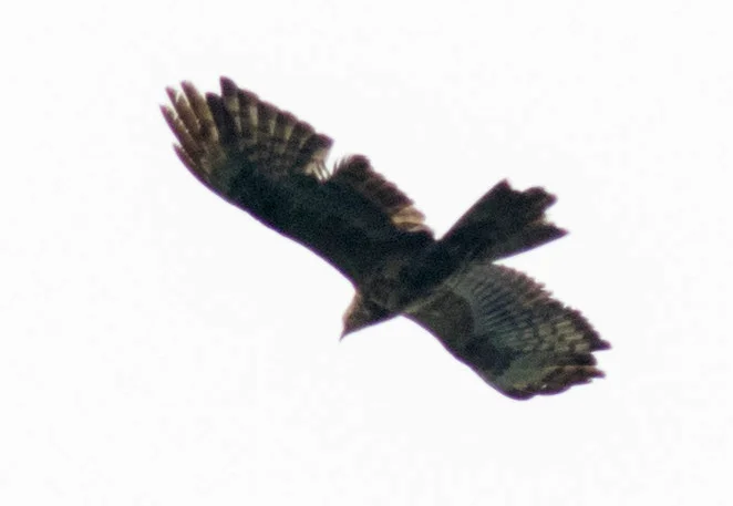2cy Honey Buzzard, Batumi, 17th September 2017. Photo by John Wright.