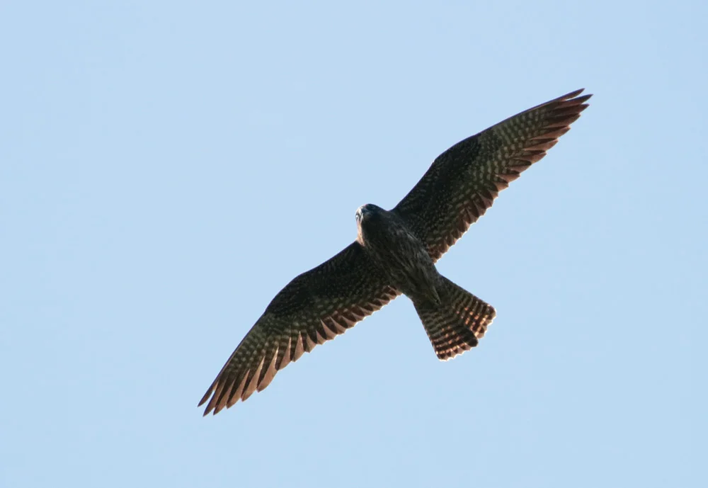 Eleonora's Falcon. Photo by Bjorn Alards.