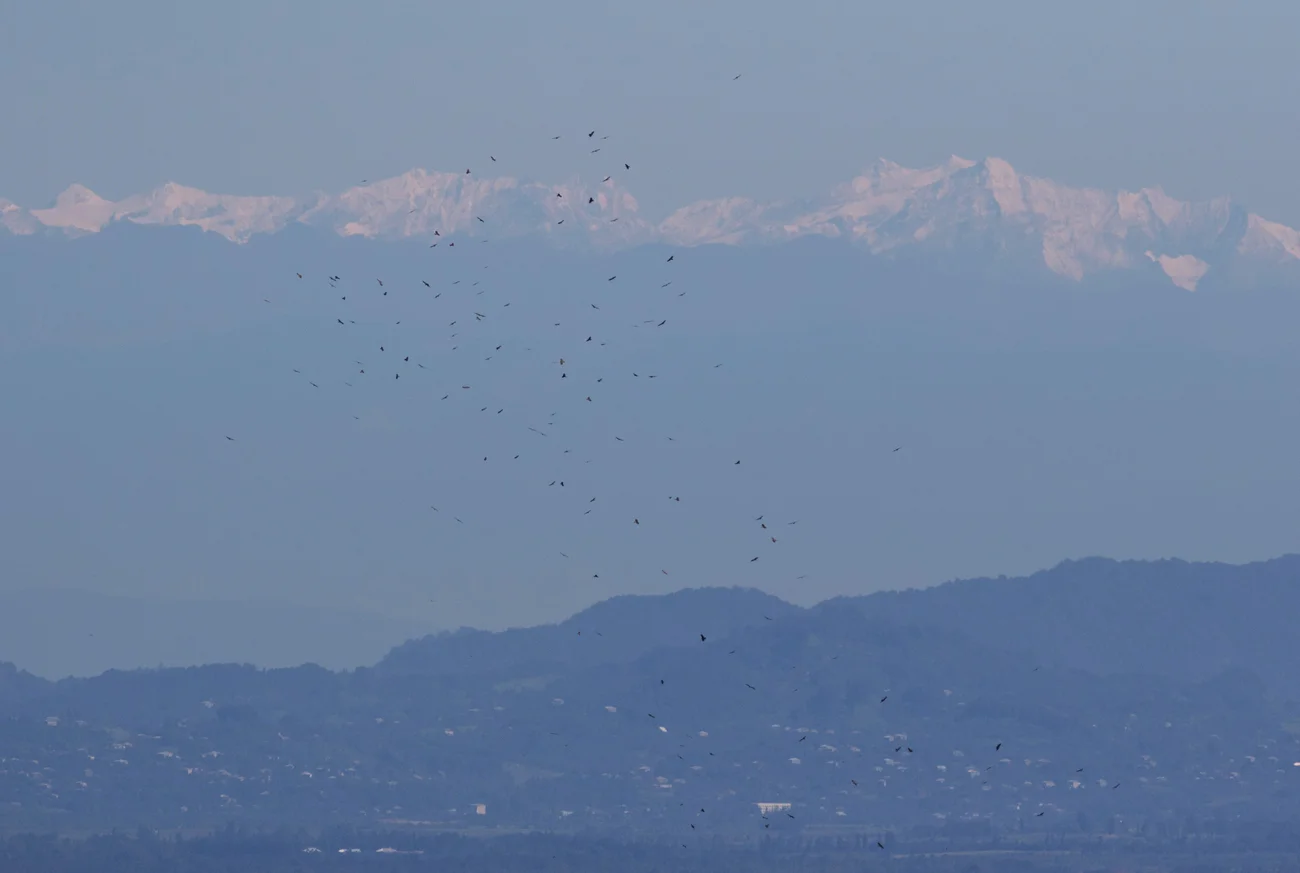 A flock of Black Kites. Photo by John Wright.
