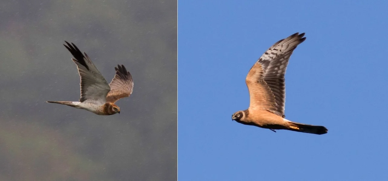 Pallid Harriers. Photo by John Wright.