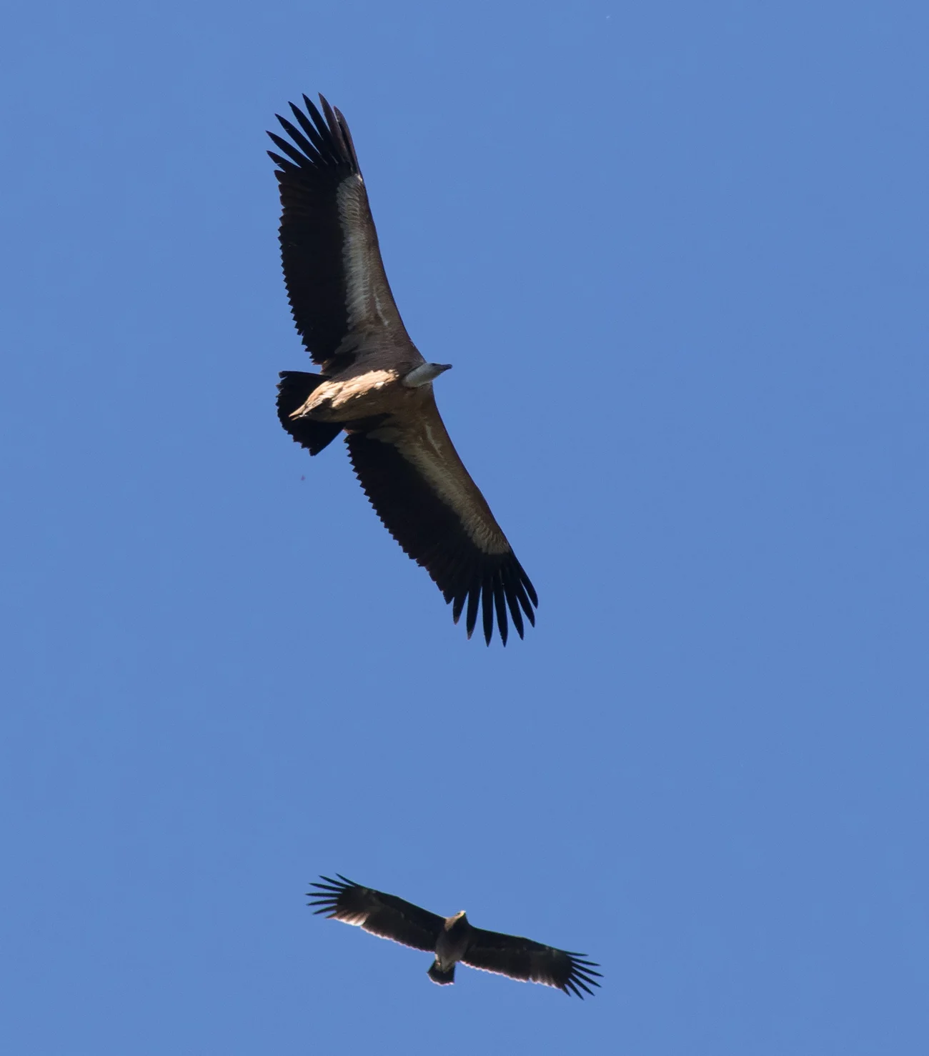 Griffon Vulture. Photo by John Wright.