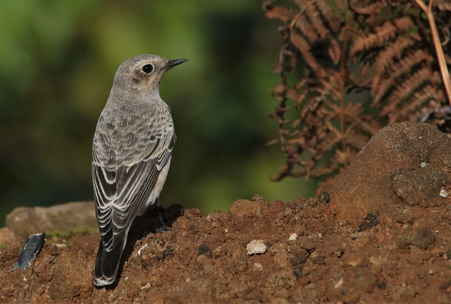 Pied Wheatear. Photo by Bjorn Alards.