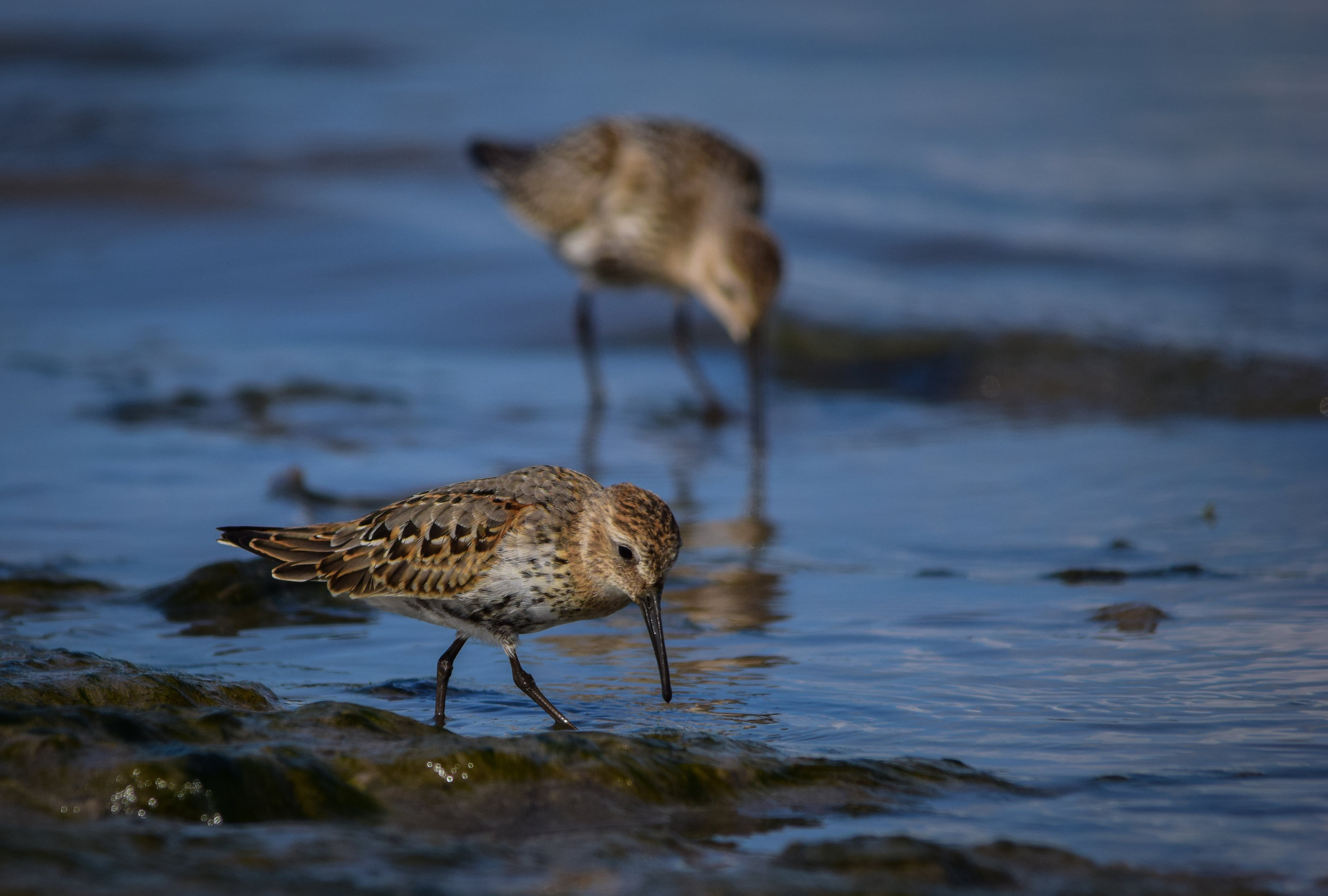 Dunlin