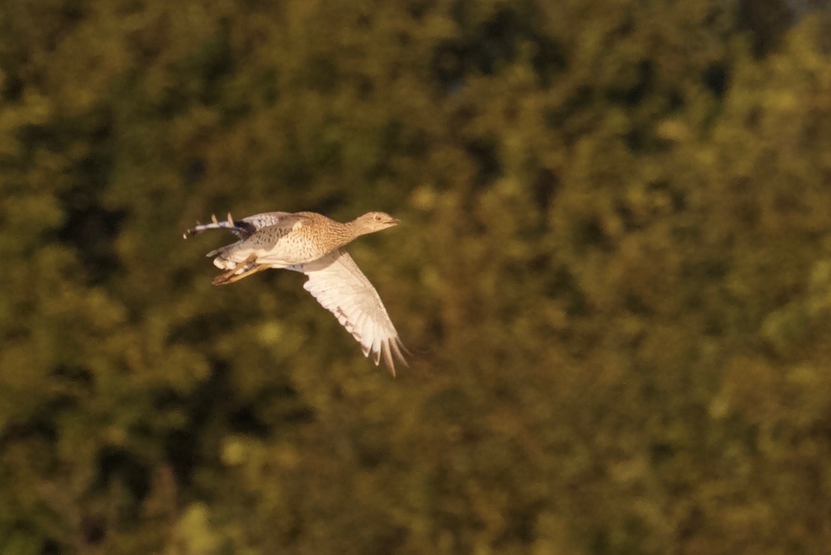 Little Bustard