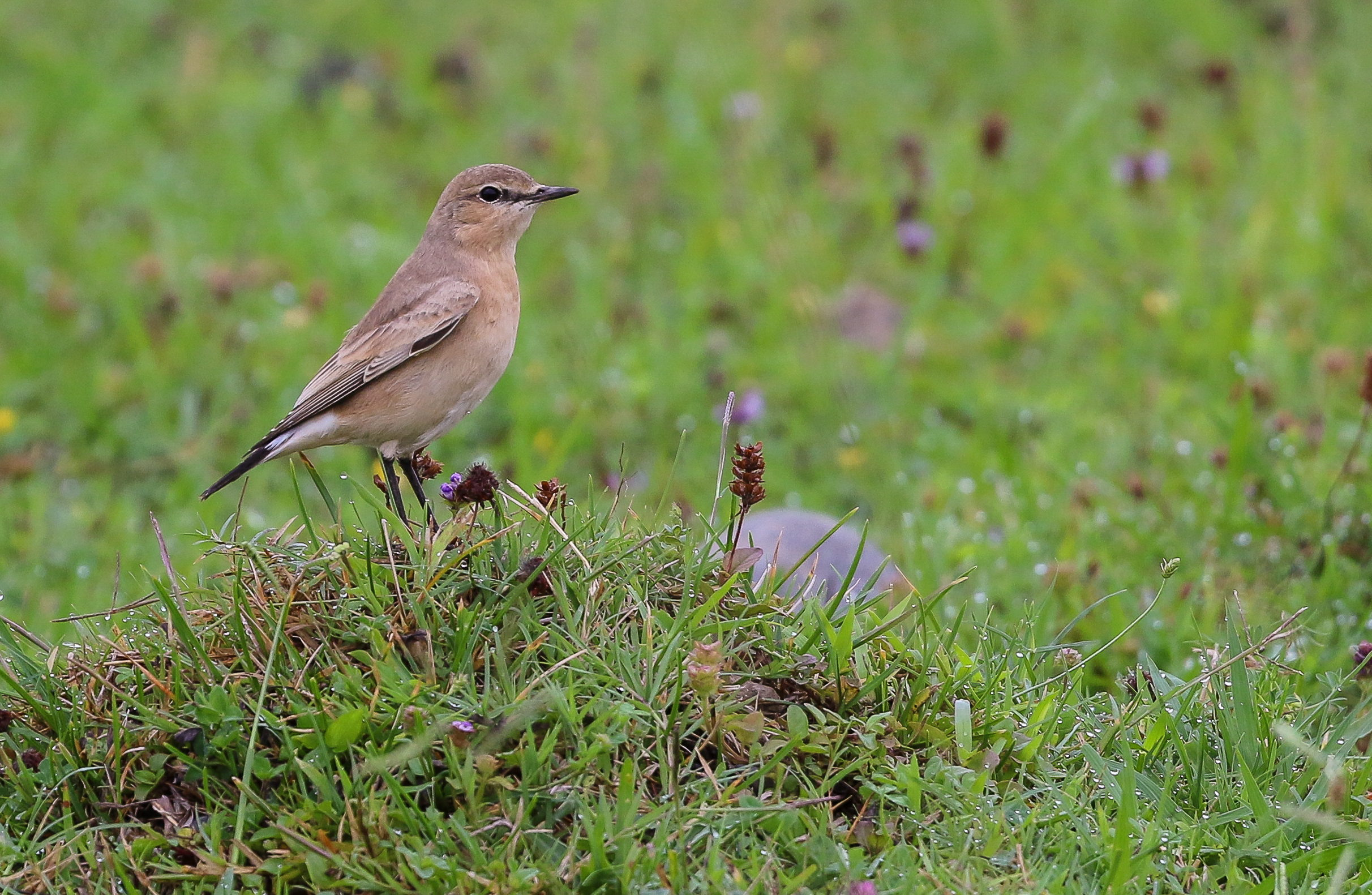 Isabelline Wheatear