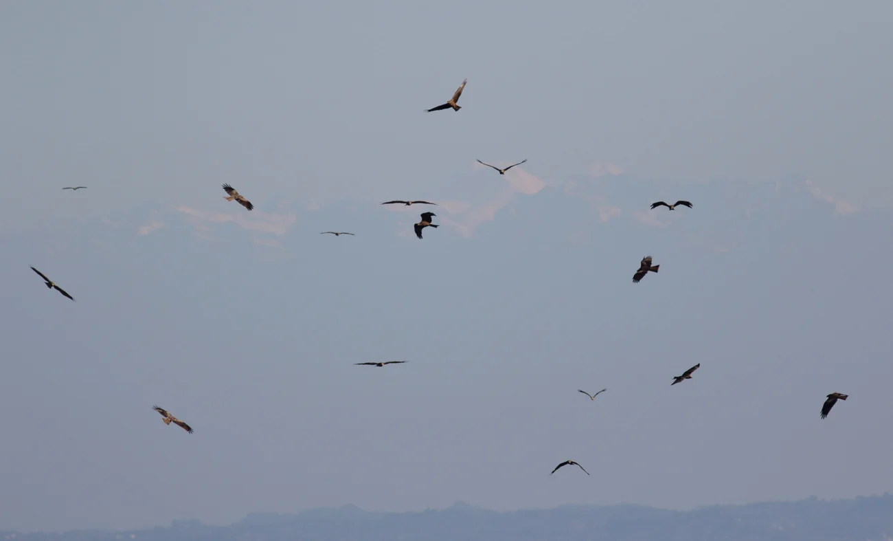 Black Kites kettling in front of mount Elbrus. Photo by John Wright.