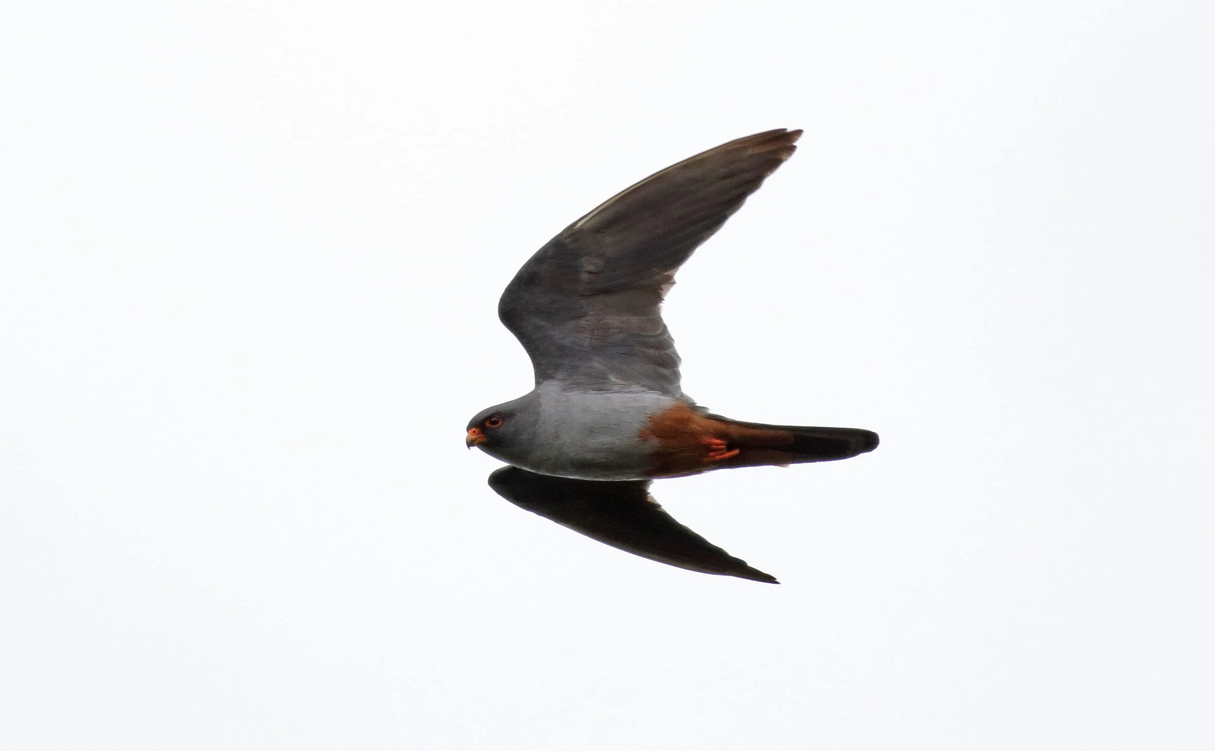 Red-footed Falcons passing station 1. Photo by John Wright.