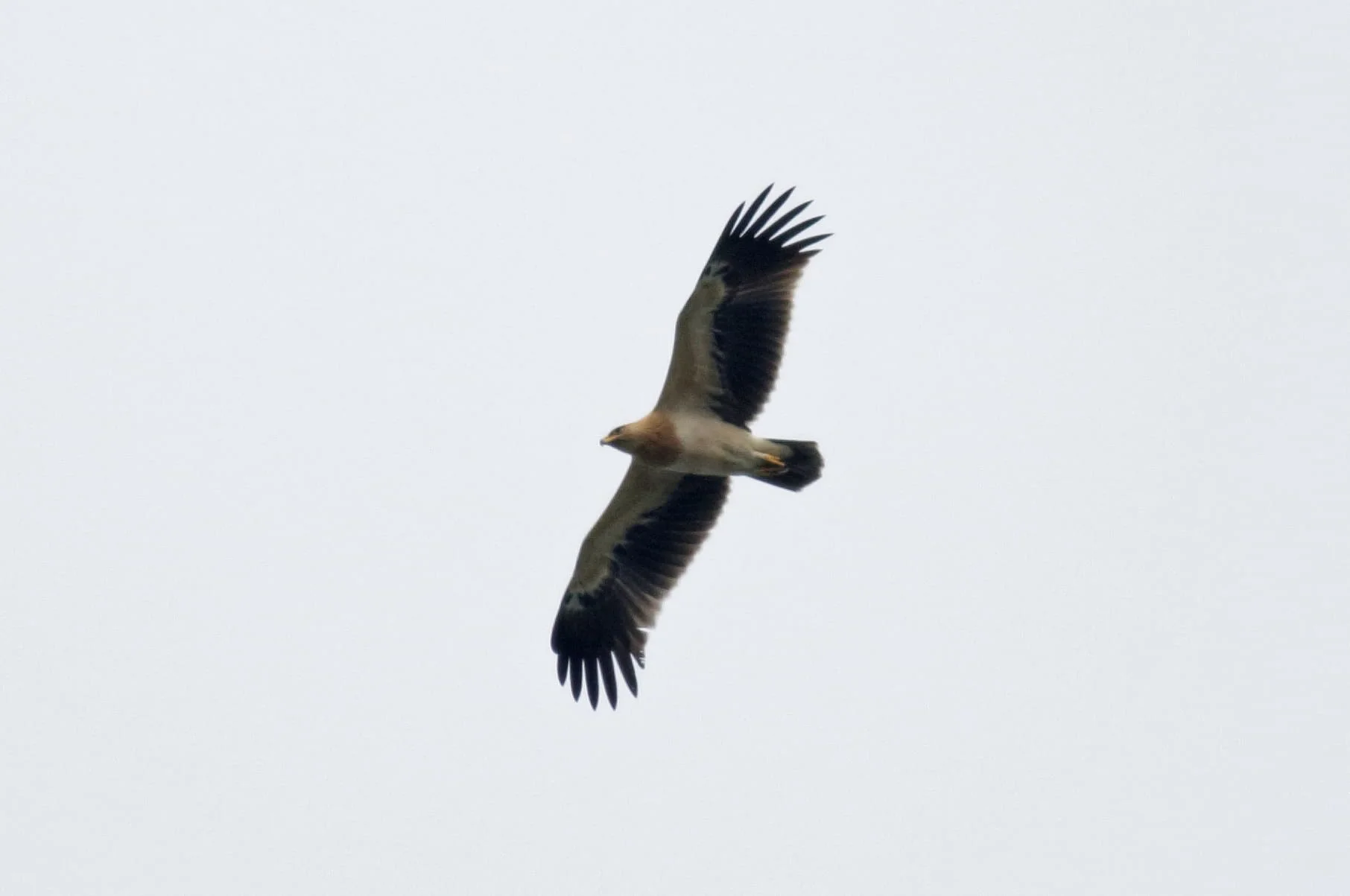 Greater Spotted fulvescens. Photo by John Wright.