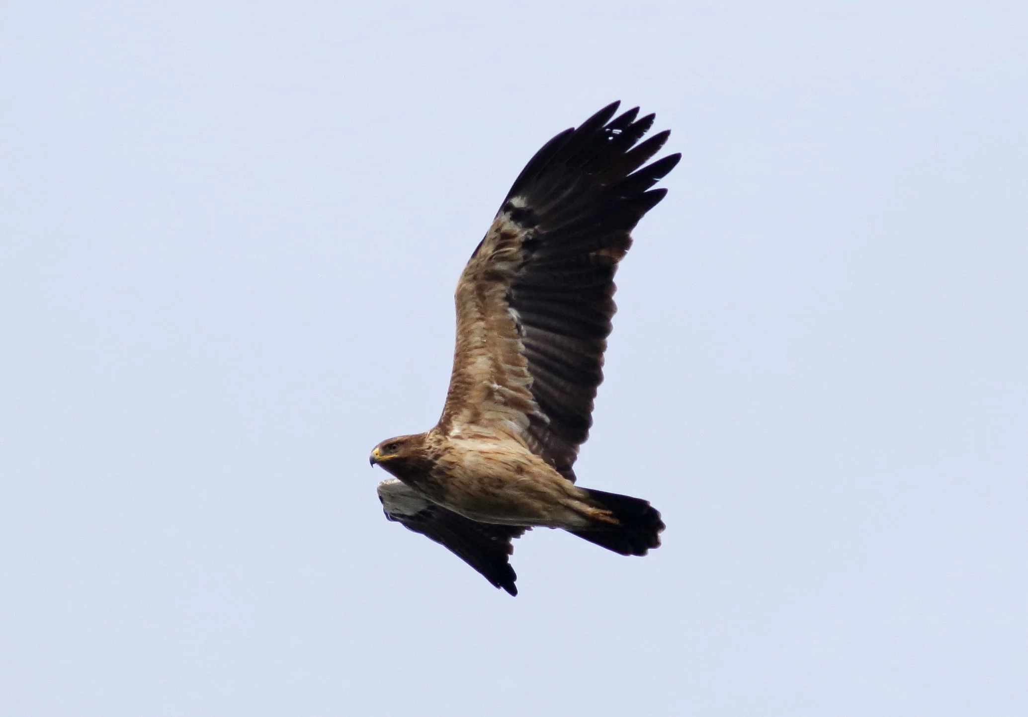 Pale plumage variety of Lesser Spotted Eagle. Photo by John Wright.