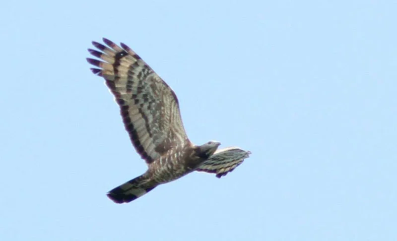 Adult male Crested Honey-Buzzard. Photo by Simon Cavaillès.
