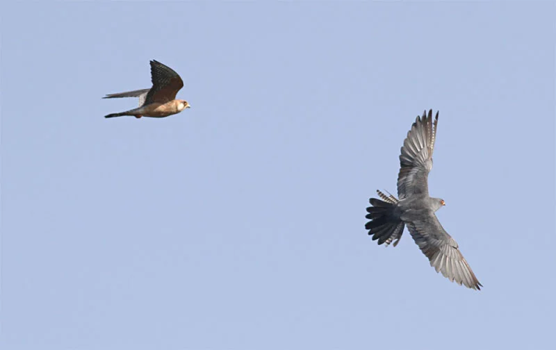 Great show put up by a flock of Red-footed Falcons. Photo by Clément Rollant.