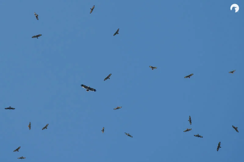 Impressive flocks of Steppe Buzzard, with a juvenile Steppe Eagle in the middle. Photo by David 'Billy' Herman.