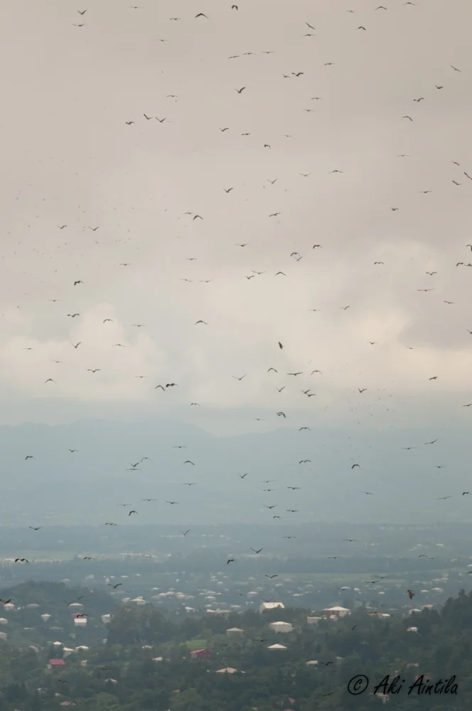 Massive migration of Honey Buzzards. Photo by Aki Aintila.